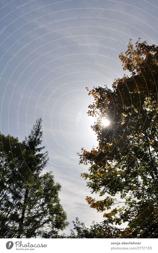 Sonnenschein im Herbst zwischen grünen Bäumen Natur Pflanze Himmel Sommer Schönes Wetter Baum Grünpflanze Erholung wandern authentisch Fröhlichkeit frisch