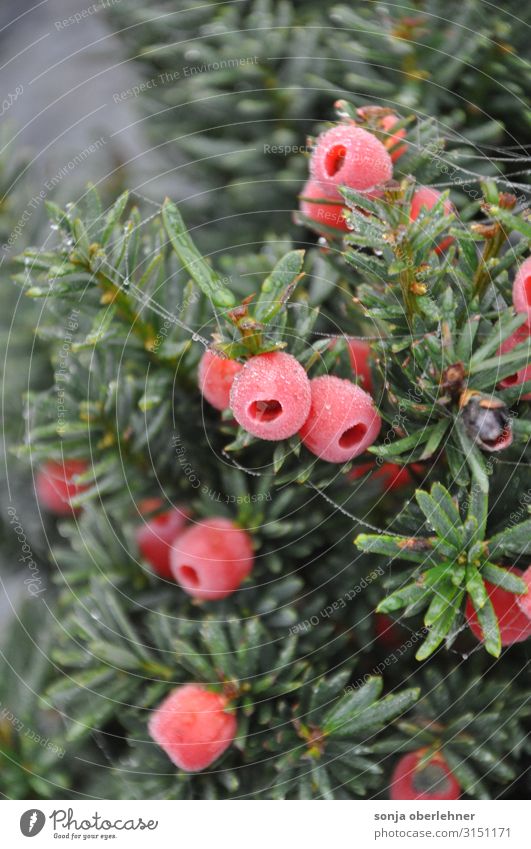 Eibe-Strauch-Früchte nebelnass früh morgens Natur Pflanze Nebel Eis Frost Hecke Garten frieren Wachstum ästhetisch frisch kalt natürlich grün rot Senior elegant