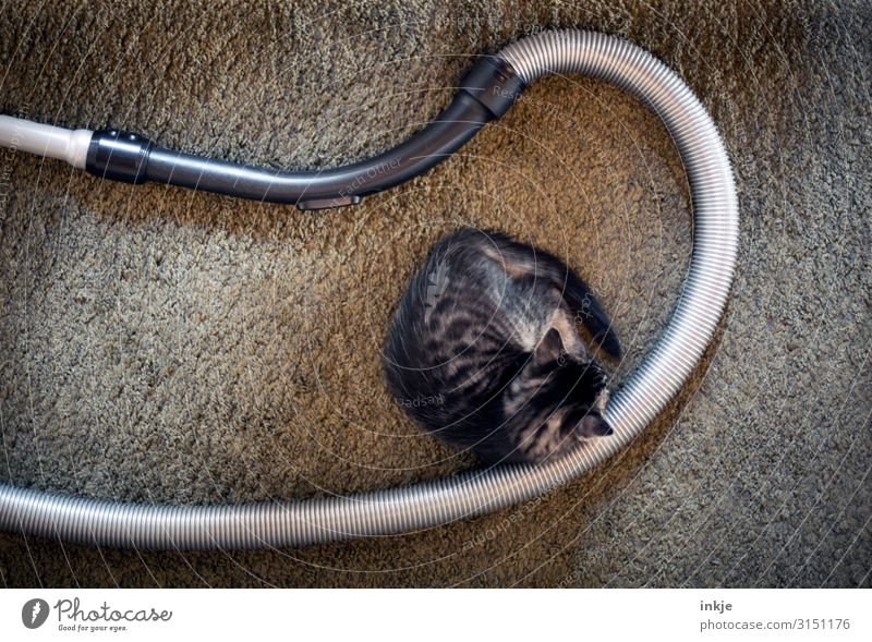 die Ruhe vor dem Sturm Häusliches Leben Wohnung Wohnzimmer Teppich Haustier Katze 1 Tier Tierjunges Staubsauger liegen authentisch lang grau grün Kuscheln