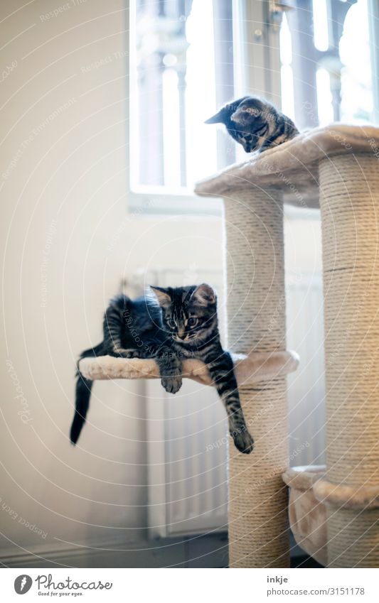 Smilla und Emmy Häusliches Leben Wohnung Raum Fenster Haustier Katze 2 Tier Tierjunges Kratzbaum hell klein Neugier niedlich Erholung ruhig Farbfoto