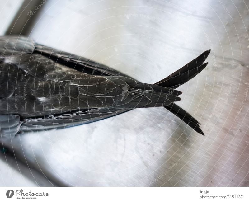 Mauersegler Hinterteil Wildtier Vogel Flügel Schwanz Feder 1 Tier nah grau Detailaufnahme Farbfoto Gedeckte Farben Nahaufnahme Makroaufnahme Menschenleer