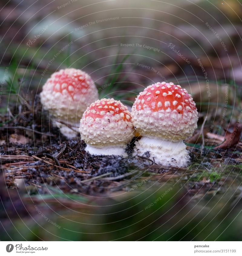 die erleuchteten Natur Urelemente Erde Wald authentisch schön einzigartig Pilz Fliegenpilz 3 Rauschmittel frisch neu Herbst Farbfoto Außenaufnahme Nahaufnahme