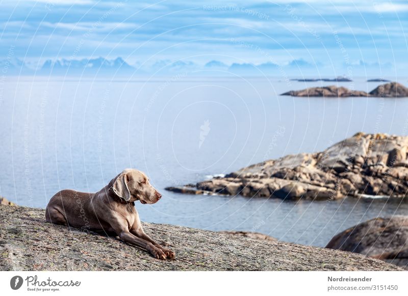 Mit dem Hund auf den Lofoten Ferien & Urlaub & Reisen Ferne Freiheit Meer Insel Natur Landschaft Urelemente Luft Wasser Himmel Wolken Schönes Wetter Felsen