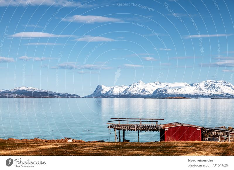 Stockfisch auf den Lofoten Ferien & Urlaub & Reisen Ferne Sommer Meer Insel Berge u. Gebirge Landwirtschaft Forstwirtschaft Natur Landschaft Urelemente Himmel