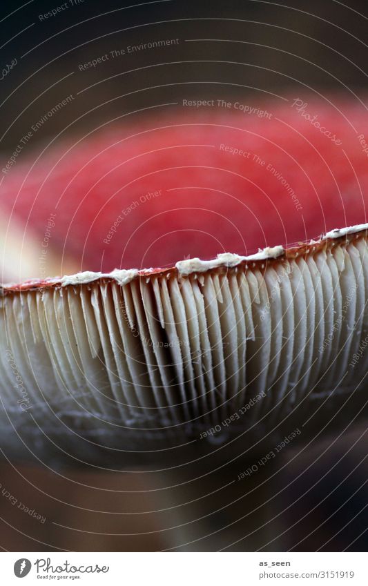 Lamellen vom Fliegenpilz Umwelt Natur Pflanze Herbst Pilz Pilzhut Park Wald leuchten stehen authentisch dunkel nah braun rot schwarz weiß Farbe Verbote Gift