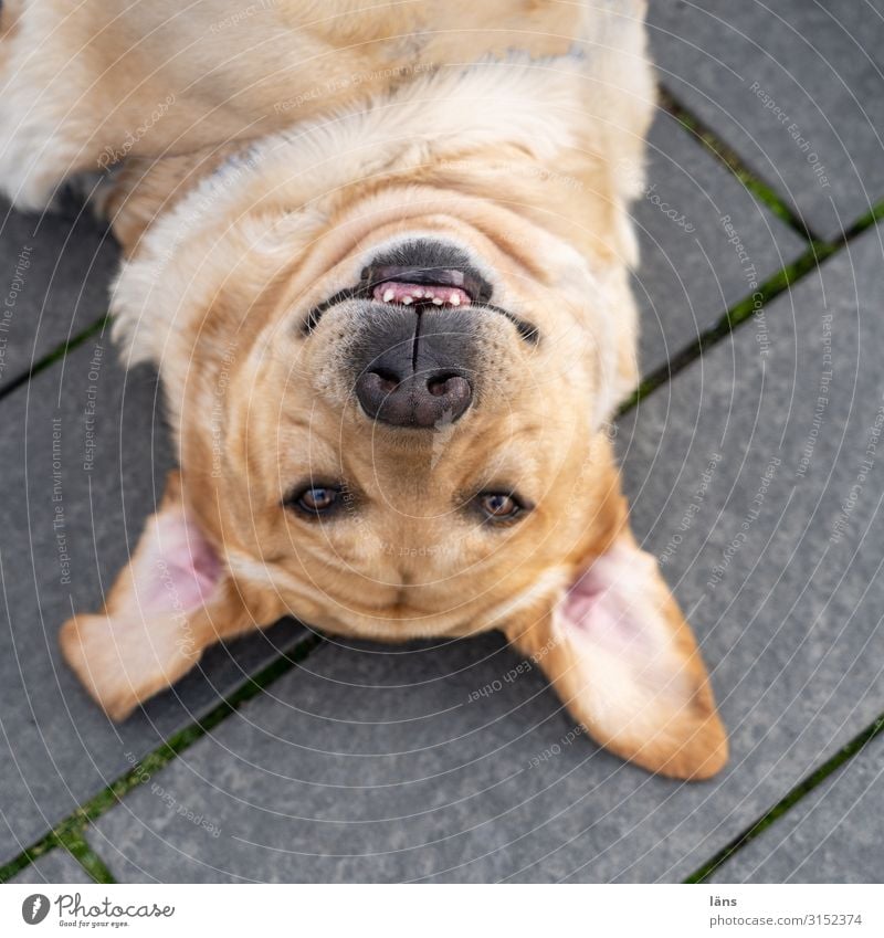 liegender Hund Haustier 1 Tier beobachten Blick warten Zufriedenheit Vorfreude Vertrauen Treue Hamburg kopfvoran Farbfoto Außenaufnahme Menschenleer