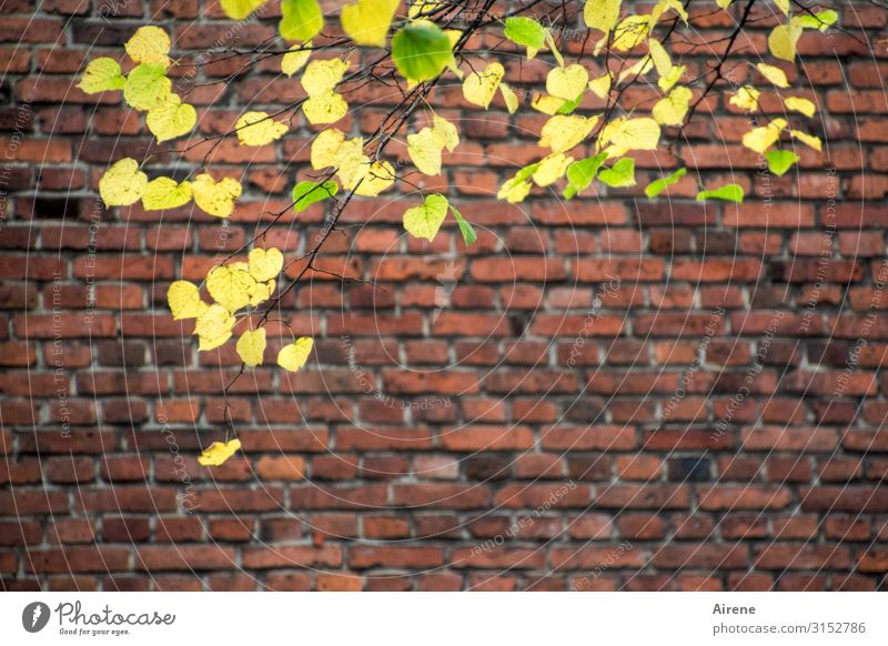 Altstadtherbst | UT Hamburg Herbst Baum Blatt Herbstlaub Lindenblatt Mauer Wand Ziegelbauweise Backstein Backsteinwand natürlich Stadt grün rot Farbe Überleben