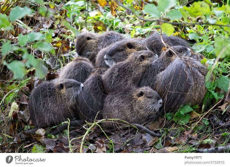 Nutriafamilie Tier Wildtier Biberratte Tiergruppe Tierfamilie schlafen Geborgenheit Zusammensein Kontakt Natur Zusammenhalt Kuscheln Farbfoto Außenaufnahme