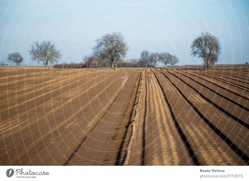 Der nächste Sommer kommt bestimmt Feld abgeerntet Licht Himmel Sonne Landschaft Natur Menschenleer Bäume karg Umwelt Schönes Wetter Herbst Erwartung