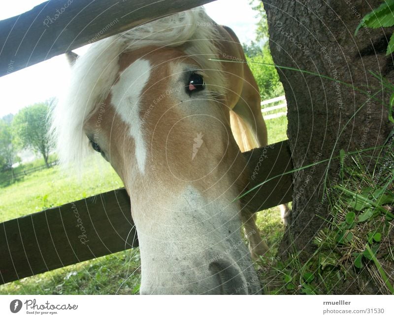 Pferdefresse Wiese Fressen Gras Tier Haflinger Schnauze Auge Natur