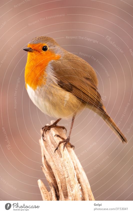 Hübscher Vogel mit schönem roten Gefieder Leben Mann Erwachsene Umwelt Natur Tier Herbst klein natürlich wild braun weiß Tierwelt Rotkehlchen Ast allgemein