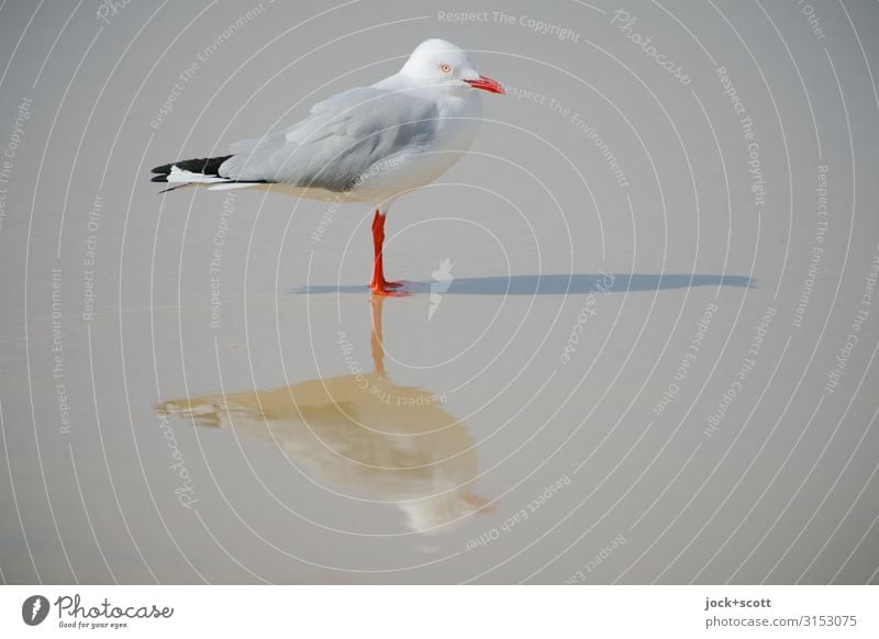 silver gull triple ll Pazifikstrand Wildtier Silbermöwe außergewöhnlich Perspektive Surrealismus Symmetrie Schattenspiel Reaktionen u. Effekte Sonnenstand