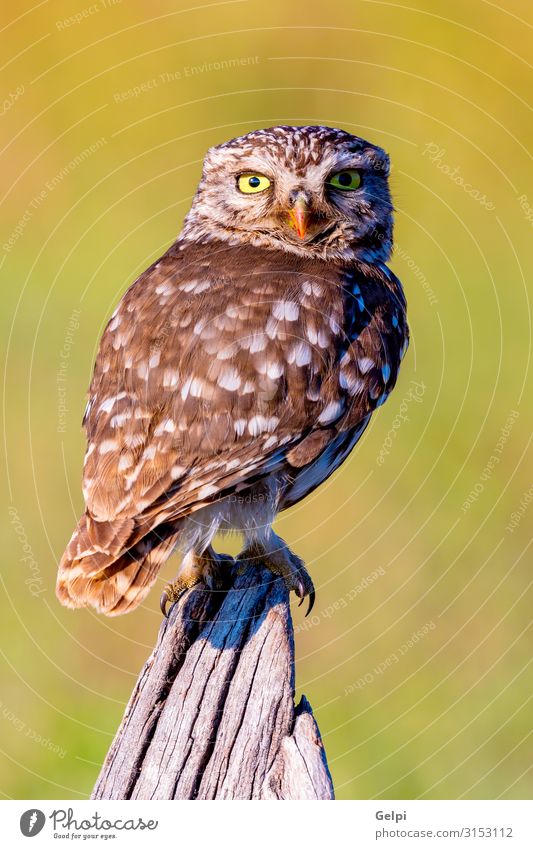 Niedliche Eule, kleiner Vogel mit großen Augen schön Natur Tier Wald Flügel lustig natürlich niedlich wild braun gelb gold grün schwarz weiß Tierwelt