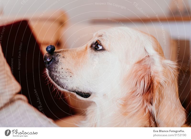 süßer Golden Retriever-Hund zu Hause, der eine Blaubeere auf der Schnauze hält. bezauberndes gehorsames Haustier. Haus, Wohnung und Lebensstil Frucht Nase