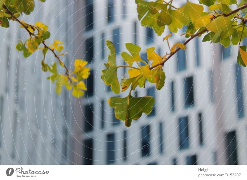 Nahaufnahme von Zweigen mit grün-gelben Ginkgoblättern vor moderner Hochhausfassade mit vielen Fenstern Umwelt Natur Pflanze Herbst Baum Blatt Hamburg