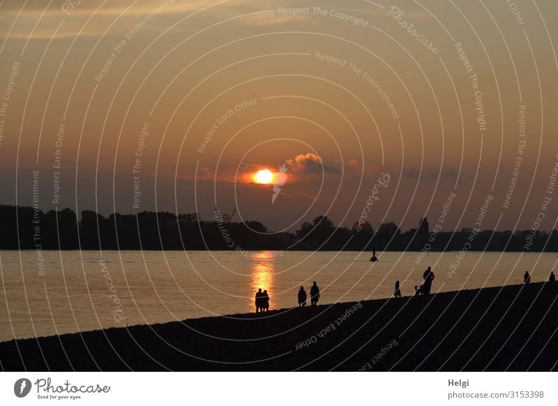 Silhouetten von Menschen bei Sonnenuntergang am Elbstrand in Hamburg Umwelt Natur Landschaft Wasser Herbst Schönes Wetter Flussufer Strand Elbe leuchten