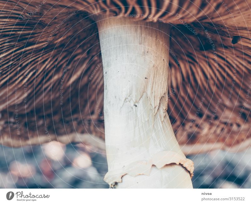 Pilz Lebensmittel Pilzhut Pfanne Freizeit & Hobby Ausflug wandern Umwelt Natur Landschaft Erde Pflanze Wald Sammlung entdecken frei nachhaltig natürlich braun