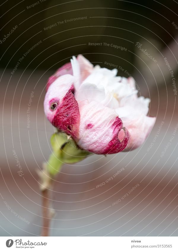 Blume Sinnesorgane Erholung ruhig Meditation Duft Umwelt Natur Pflanze Herbst Wetter Rose Blatt Blüte Garten Park Wiese alt Blühend entdecken leuchten verblüht