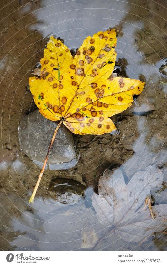 wassergrab Natur Pflanze Urelemente Wasser Herbst Blatt Wald Schwimmen & Baden Herbstlaub Pfütze gelb Punkt ertrinken Grab Tod Stein Farbfoto Außenaufnahme