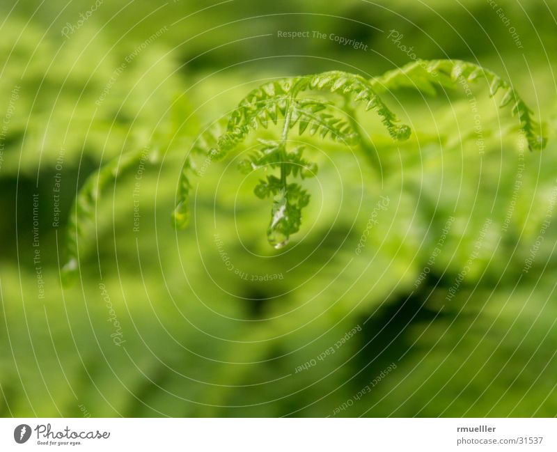 Der Regentropfende Farn II ... derselbe Waldspaziergang im selben Regen )