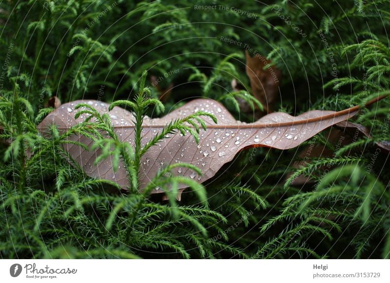 ein großes braunes Blatt mit Regentropfen liegt zwischen grünen Zweigen Umwelt Natur Pflanze Wassertropfen Herbst Baum Grünpflanze Park liegen dehydrieren