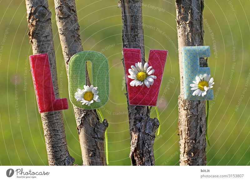 Bunter, kitschiger, schöner Schriftzug: Love, mit aufgeklebten Buchstaben aus Stoff mit Gänseblümchen dekoriert, hängt an natürlichen Stöcken vom Baum, draussen in der Natur, vor einer grünen Wiese.