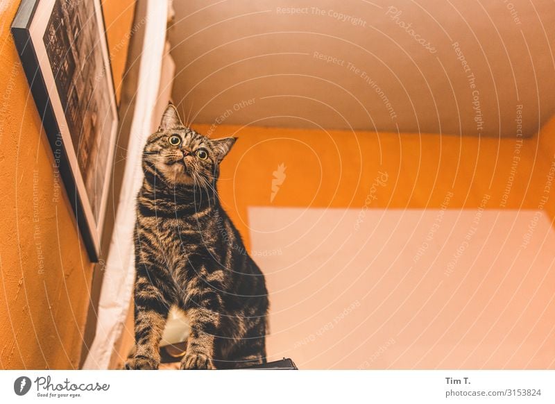 Kater König Prenzlauer Berg Tier Haustier Nutztier Wildtier Katze 1 Kraft Stolz Häusliches Leben Hauskatze Farbfoto Menschenleer Nacht Kunstlicht