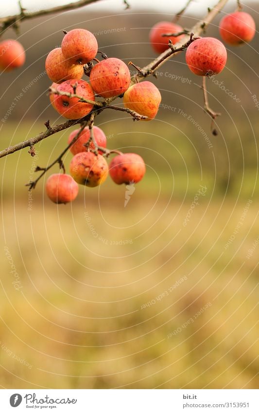 Das gibt schon einen Apfelstrudel. Lebensmittel Frucht Ernährung Bioprodukte Vegetarische Ernährung Garten Landwirtschaft Forstwirtschaft Natur Herbst Pflanze