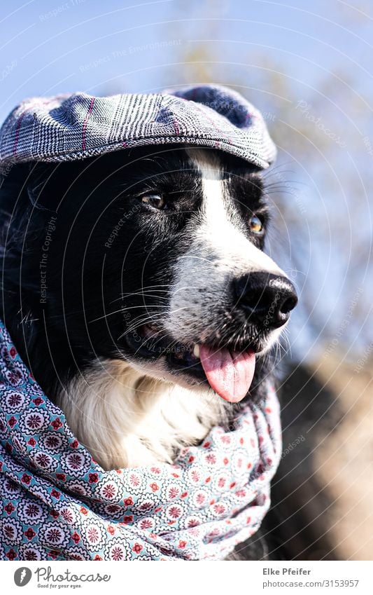 Fernweh - Grenzlinie Tier Haustier Hund 1 Denken hören Blick warten ästhetisch Coolness klug schön verrückt Stimmung Fröhlichkeit Abenteuer Einsamkeit Freiheit