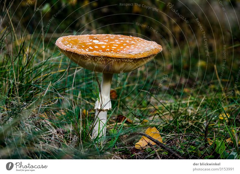 Ein Männlein steht im Walde IV Pilz Herbst Fliegenpilz einzeln Coolness Gras