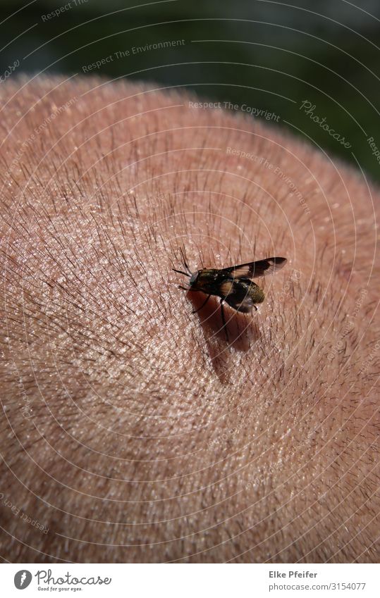 Landeplatz Fliege 1 Tier Aggression klein Schmerz Wut Farbfoto Außenaufnahme