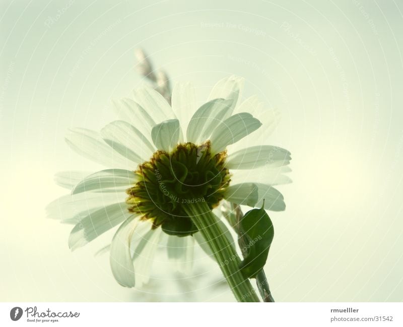 Blume mal anders weiß gelb grün Wiese Sommer rein schön Makroaufnahme Natur margerithe