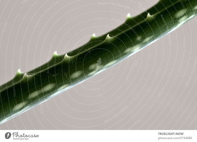 Widerhaken | Vorsicht, scharf! Gesundheit Wellness Leben Natur Pflanze Baum Kaktus Blatt Grünpflanze Nutzpflanze Wildpflanze Topfpflanze exotisch Aloe