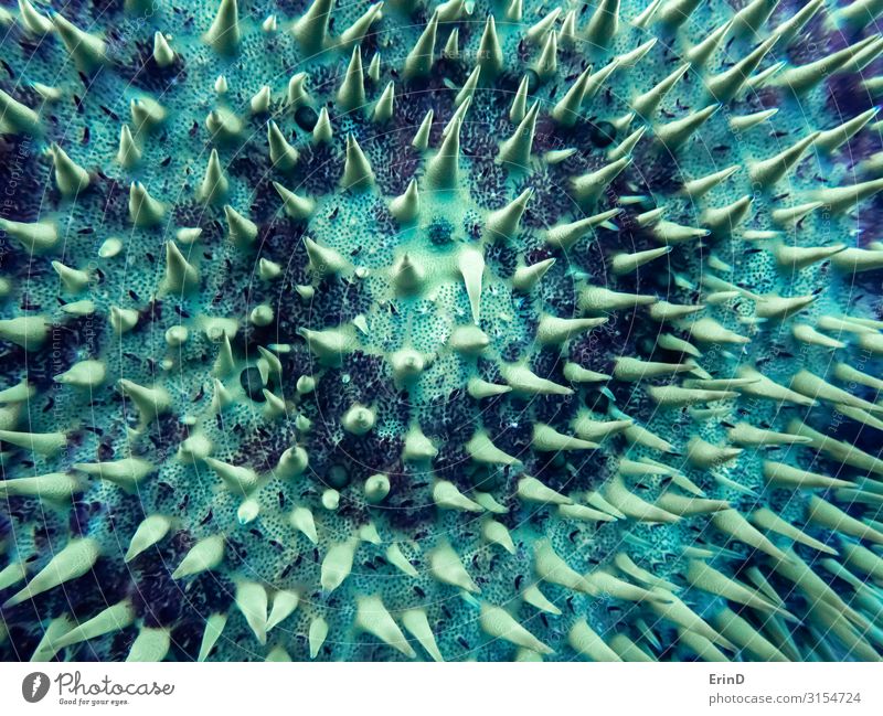 Detailpunkte und Stacheln auf Dornenkrone Seastar unter Wasser Design schön Leben Ferien & Urlaub & Reisen Meer tauchen Kunst Natur Tier Weiche außergewöhnlich