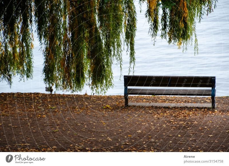 zur Ruhe kommen | UT Hamburg Landschaft Herbst Baum Trauerweide Herbstlaub Seeufer Flussufer Alsterufer Wege & Pfade Promenade Ente 1 Tier Bank Parkbank einfach