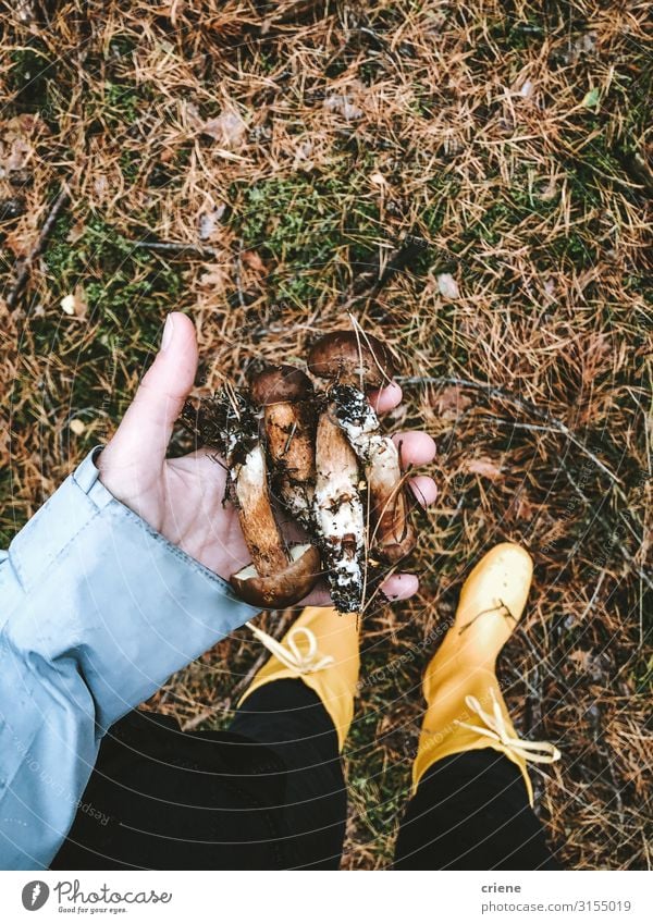 Hand voll frisch gepflückter Waldpilze Pilz Herbst Natur Fuß Blatt grün Garten Frau Außenaufnahme Pflanze Jahreszeiten Baum wandern braun Wanderschuhe