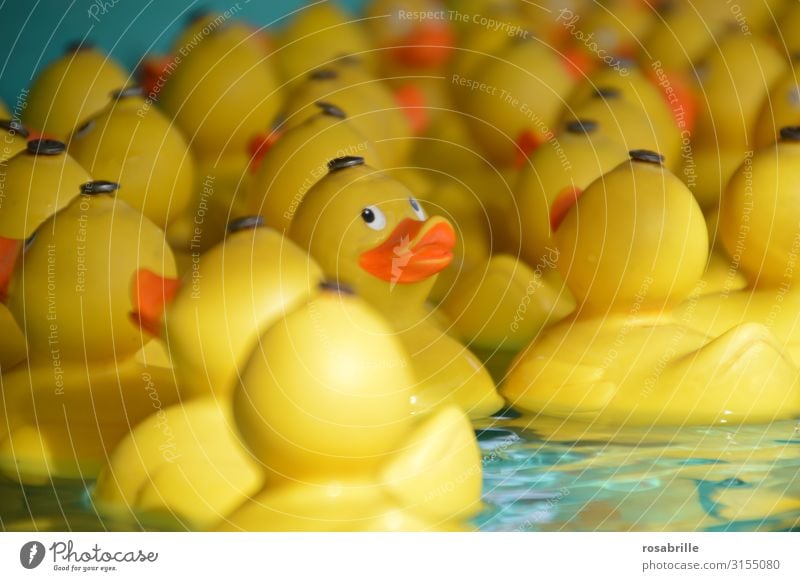 Quietscheenten | Firlefanz Freude Schwimmen & Baden Spielen Angeln Badewanne Feste & Feiern Jahrmarkt Kind Geschicklichkeit Geschicklichkeitsspiel