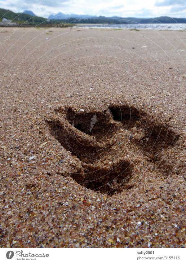 Druckerzeugnis | Spuren im Sand... Abdruck Eindruck Fußabdruck Pfote Hund Strand Meer leer Sandstrand tief geheimnisvoll Fußspur Küste Ferien & Urlaub & Reisen