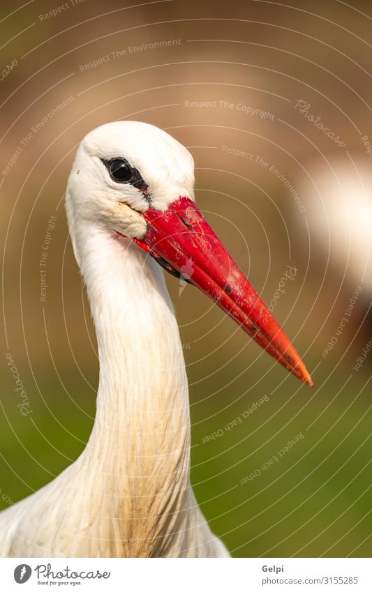 Porträt eines eleganten Storches schön Freiheit Paar Erwachsene Natur Tier Wind Blume Gras Vogel fliegen lang wild blau grün rot schwarz weiß Farbe Zusammenhalt