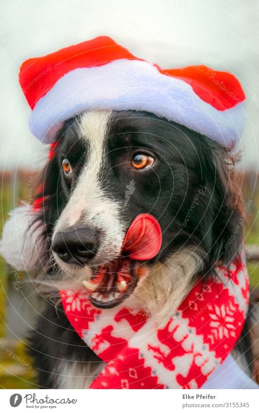 Der Weihnachtshund Tier Haustier Hund 1 warten Coolness Glück Liebe Tierliebe Abenteuer elegant Glaube Religion & Glaube Farbfoto Außenaufnahme Menschenleer