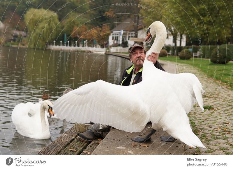 Schwan greift Mann an.. maskulin Erwachsene Kopf 1 Mensch 60 und älter Senior Tier Tierpaar Konflikt & Streit gigantisch rebellisch selbstbewußt Kraft Farbfoto