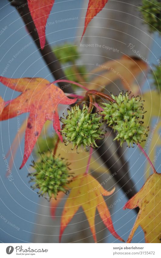 grün stachelige Früchte Natur Pflanze Herbst Schönes Wetter Baum Blatt Grünpflanze Garten Wachstum natürlich mehrfarbig gelb grau rot Farbfoto Außenaufnahme