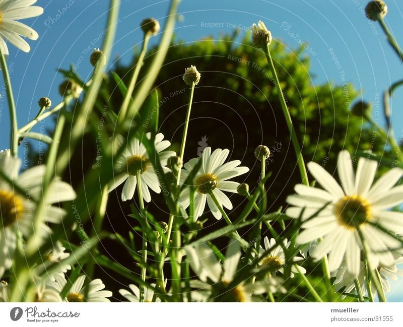 Wir sind die Grössten... Margerite Blume Baum nah Gras grün gelb Natur Himmel Makroaufnahme Nahaufnahme blau