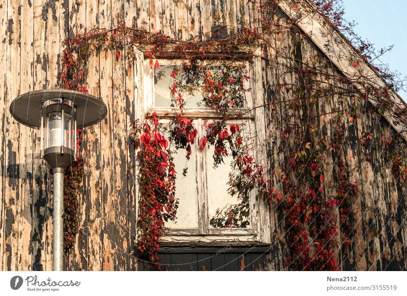 Lost window Häusliches Leben Renovieren Lampe Herbst Schönes Wetter Pflanze Efeu Dorf Kleinstadt Stadt Hauptstadt Stadtzentrum Altstadt Haus Einfamilienhaus