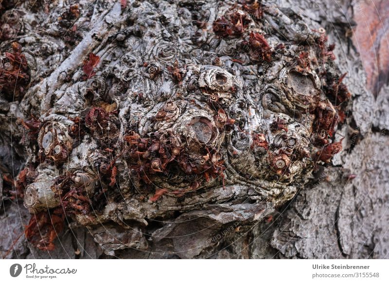 Narben Umwelt Natur Pflanze Herbst Baum Park Wald alt dehydrieren Wachstum dunkel gruselig nachhaltig natürlich trist trocken braun Senior Kraft Tod Trennung