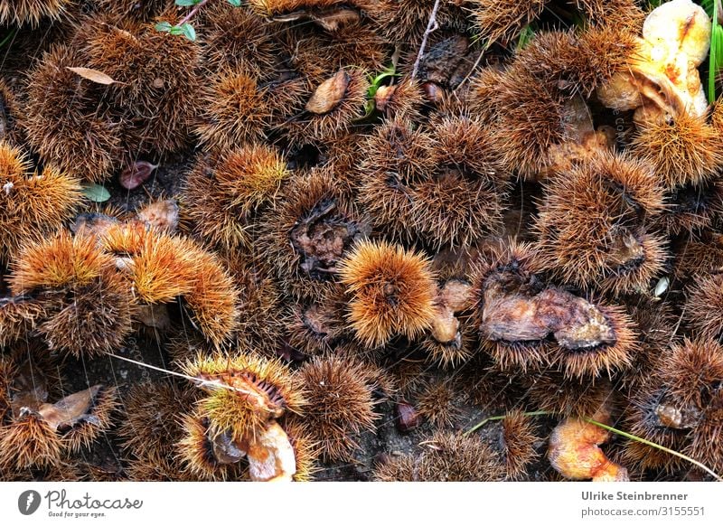 Stachelig / Hamburg 10|19 Natur Pflanze Erde Herbst Baum Wildpflanze Garten Park Stadtzentrum liegen natürlich Spitze nachhaltig Kastanie Kastanienschalen