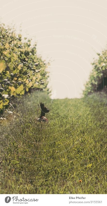 Im Weingarten Natur Landschaft Tier Pflanze Nutzpflanze Haustier Wildtier Hirsche Reh 1 natürlich Stimmung Wachsamkeit Gelassenheit Toleranz Farbfoto