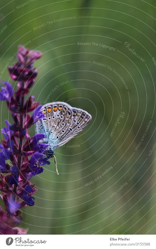 Schmetterling auf Blüte Natur Pflanze Tier Blume Wildpflanze Wildtier 1 schön klein natürlich violett Stimmung Frühlingsgefühle elegant Farbe Frieden Farbfoto