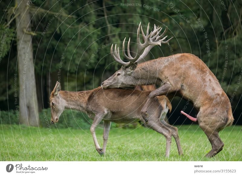 copulating red deer on the forest glade Natur Tier Wildtier Rothirsch 2 Erholung Sex Sport Erotik Freude Sexualität Capreolus capreolus Roaring red deer meadow