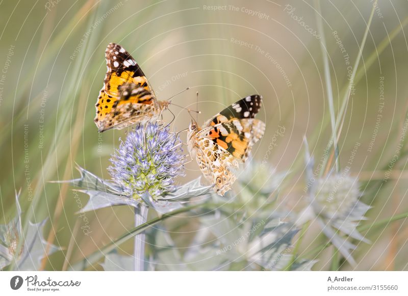 zwei Distelfalter sitzen auf einer Stranddistel Natur Pflanze Tier Sommer Gras Sträucher Grünpflanze Wildpflanze Distelblatt Distelblüte Distelrosette